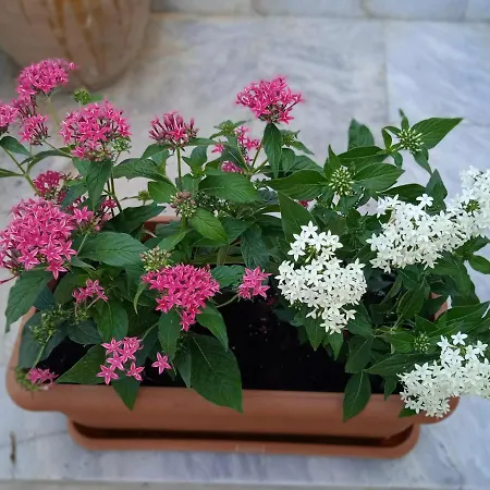 Apartamento George & Dimitra's House Charokopio