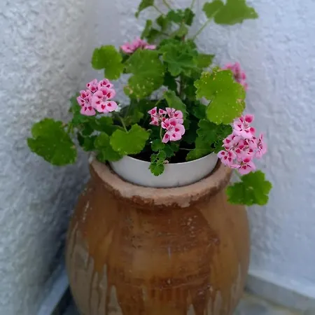 George & Dimitra's House Charokopio