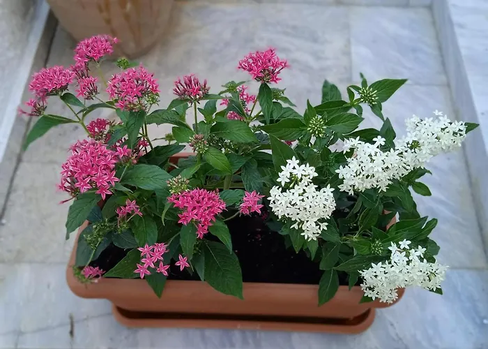 Apartamento George & Dimitra's House Charokopio